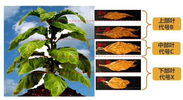 煙葉怎么分級？煙葉分級原理和方法