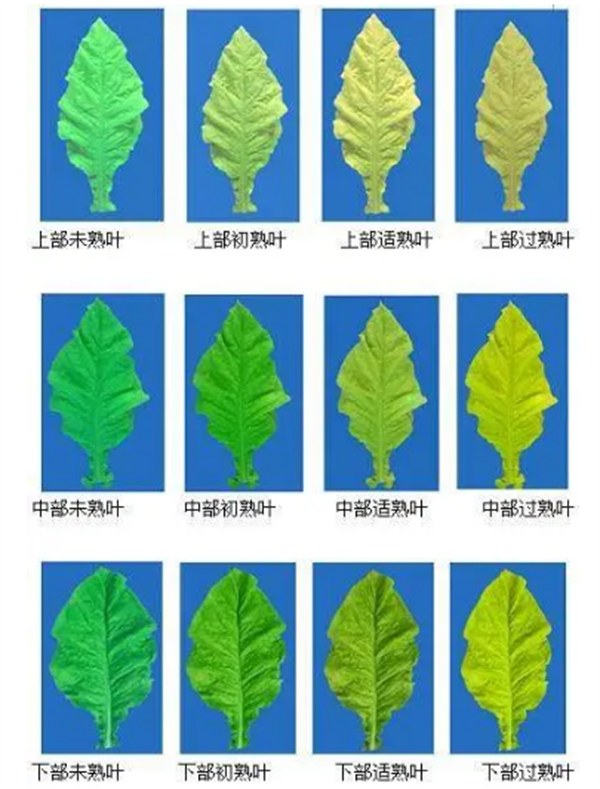 煙葉怎么分級？煙葉分級原理和方法2